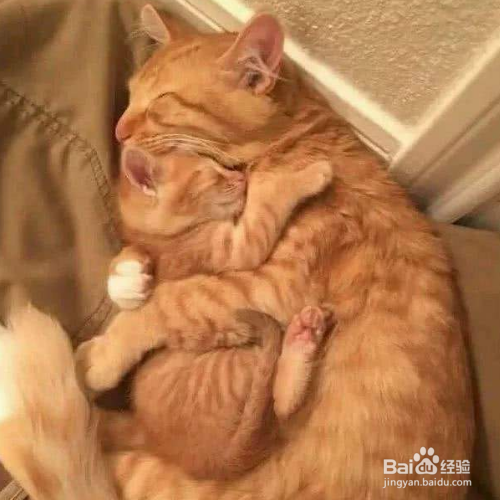 猫咪为什么不喜欢别人抱?