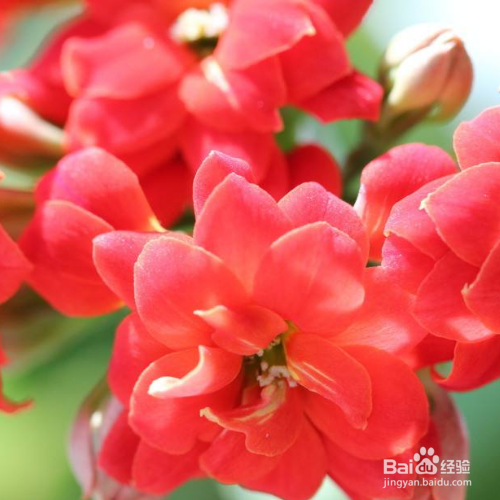 在秋天修剪长寿花的时候需要注意哪些？