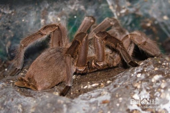 盘点世界十大最毒蜘蛛