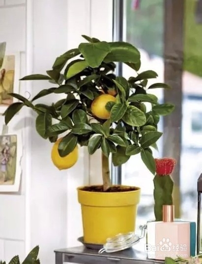美观又实用的家居植物