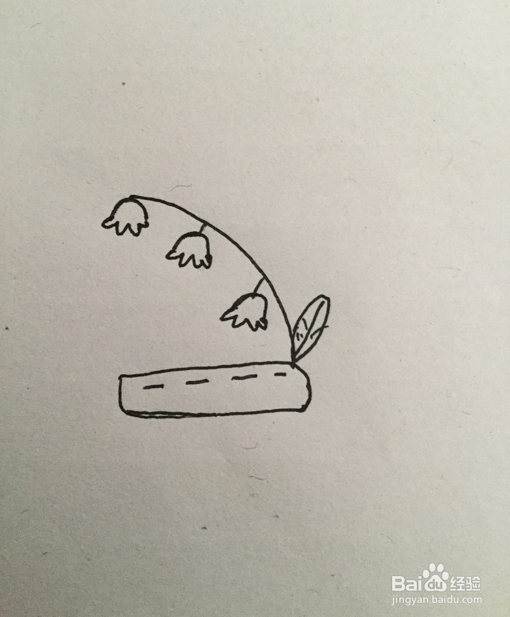 多肉植物铃兰的简笔画