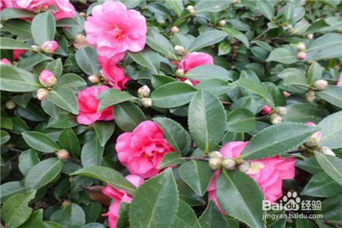 茶梅冬天能开花吗