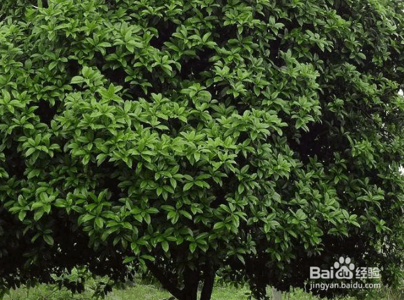 桂花树移栽的时间及品种和方法