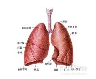 不花钱让自己更好看：[1]中医五行疗法