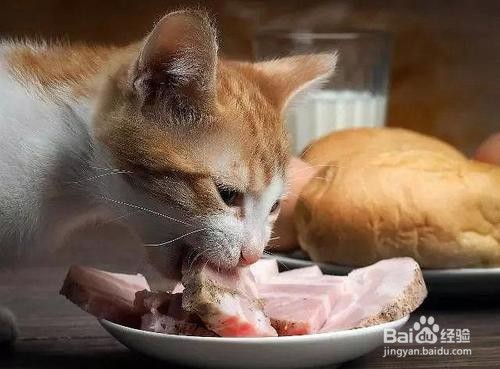 猫咪吃什么肉最好？