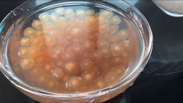 珍珠西米蜜豆椰汁