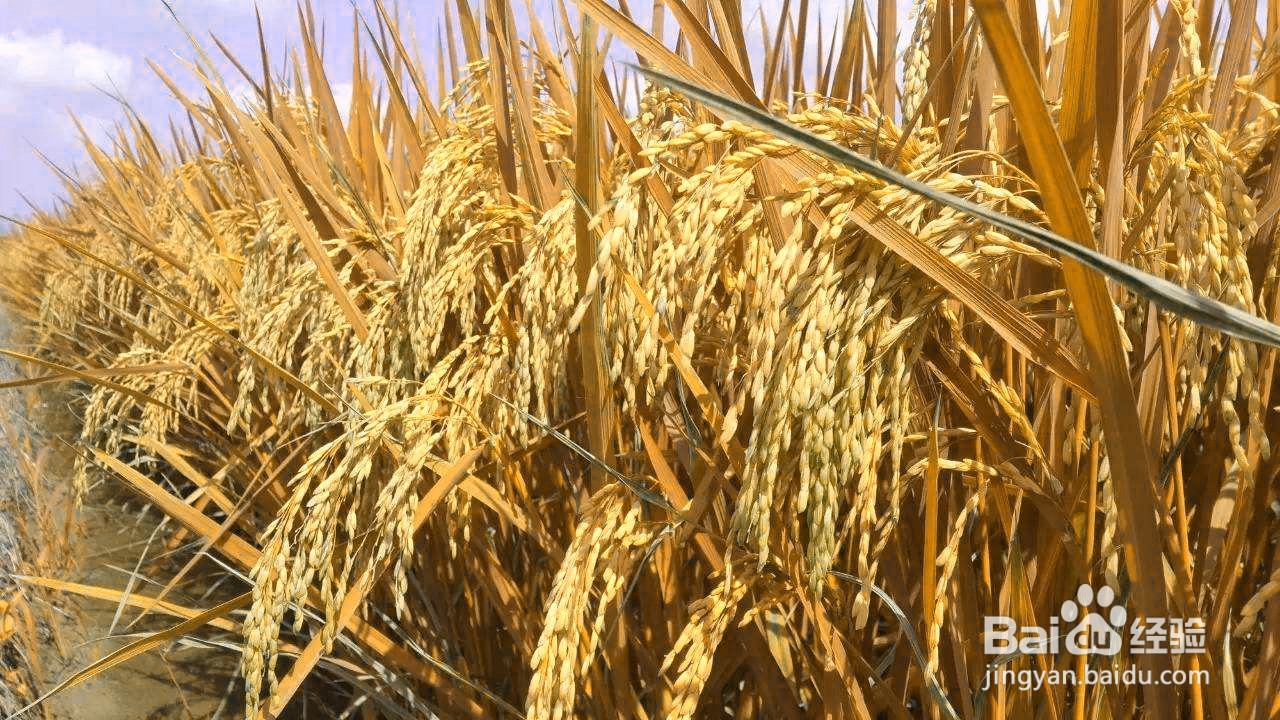 【PS技巧】用PS通道混合器让水稻马上成熟