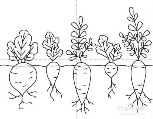 白萝卜生长过程简笔画图片