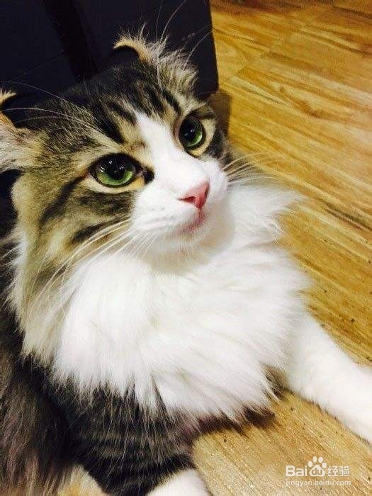 不要以毛取猫——浅谈猫咪的毛色