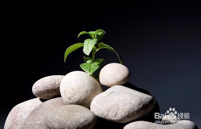 大学生应该如何面对人生逆境