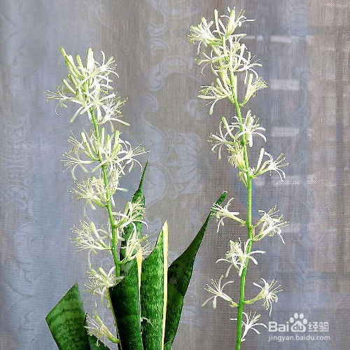 银脉虎尾兰的育种方法及注意事项有哪些？