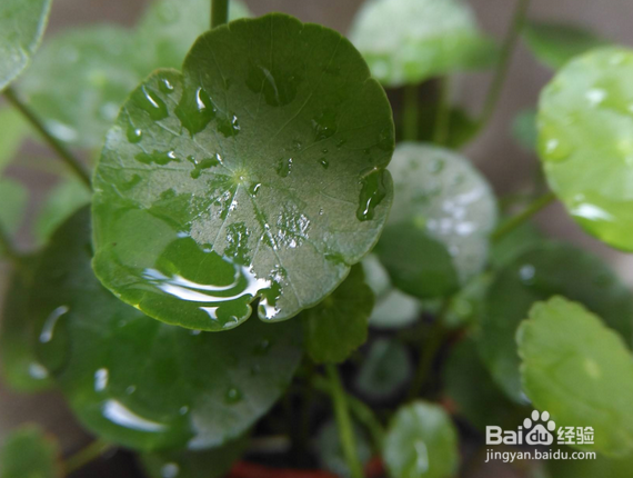 金钱草和铜钱草的区别有哪些？