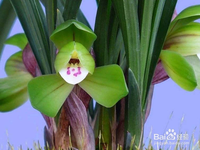 春兰叶子发黄是什么原因？