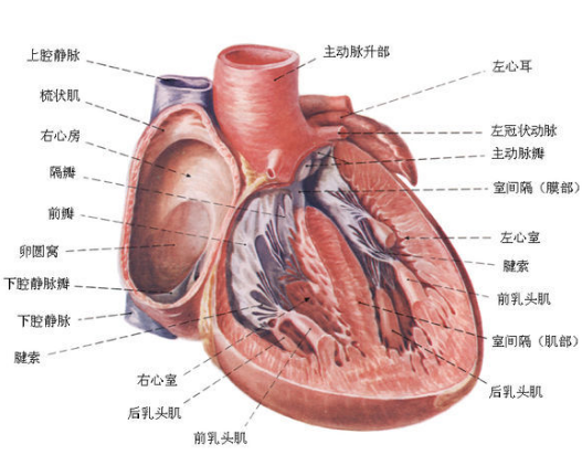 R波递增不良是什么意