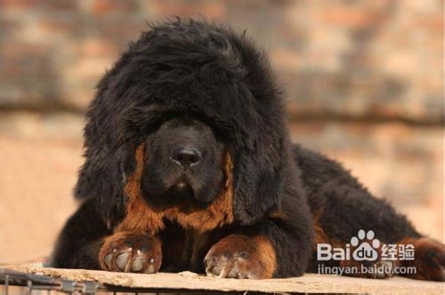 藏獒为什么那么贵