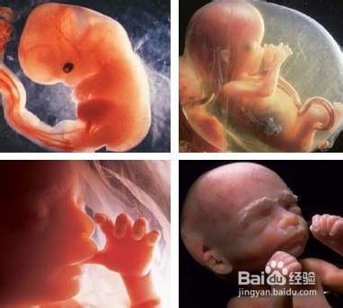 怀孕三个月胎儿图？怀孕三个月注意事项