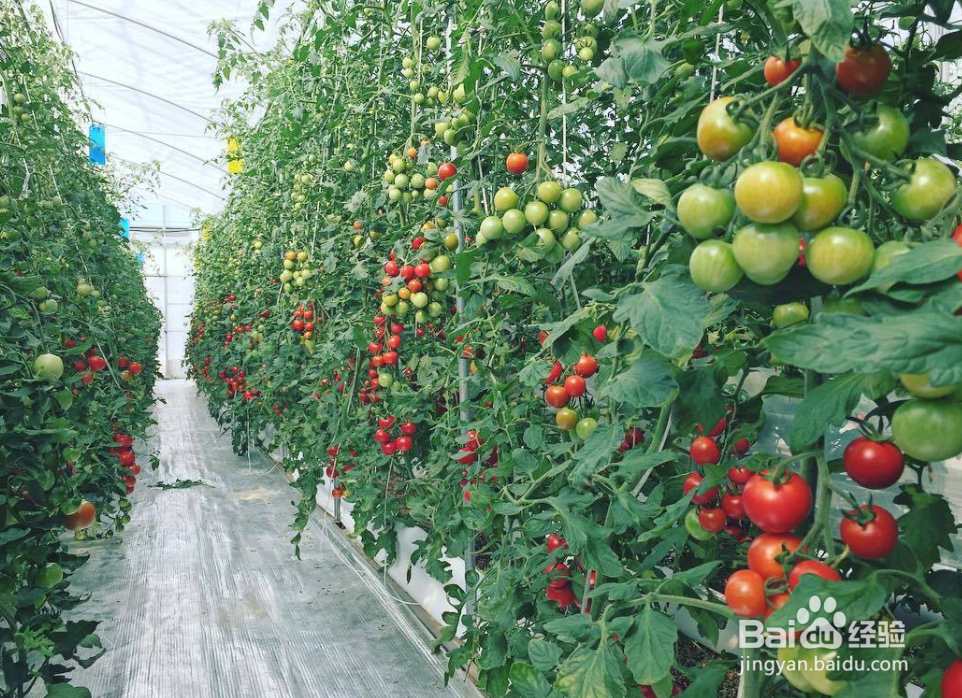 番茄的管理与栽培技术