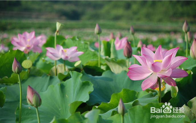 水生植物景观如何维护保养