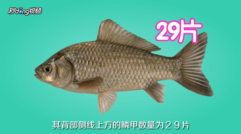 土鲫鱼怎么区别？