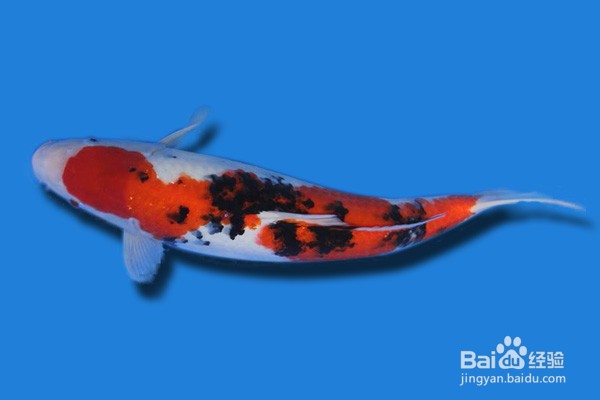 锦鲤的品种图解