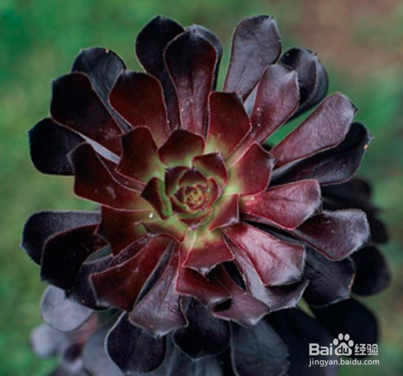 法师开花了怎么处理