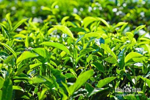 想做茶叶生意怎么入门