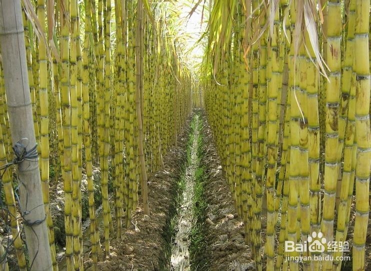 春天口干舌燥如何调理