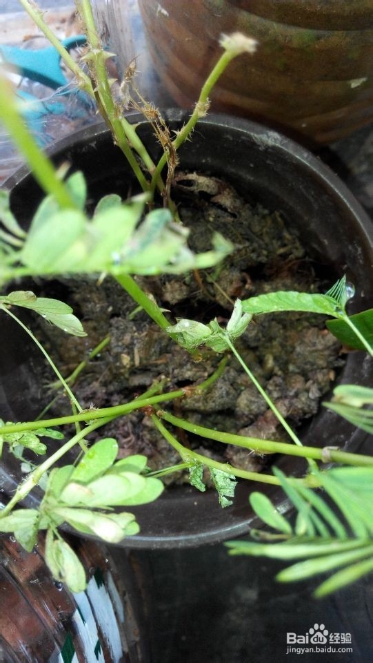 信奉一种简单生活：[2]育种发芽箱