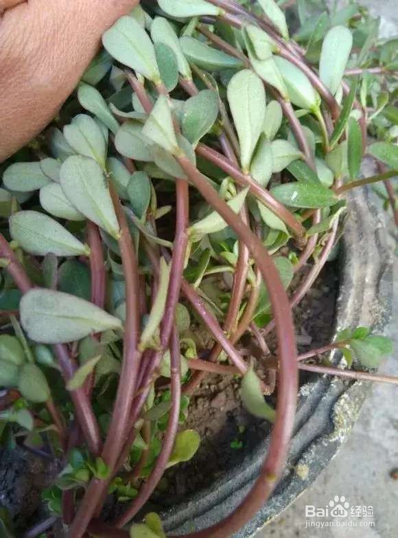 “长寿菜”别出门挖了，阳台种一点，够吃大半年