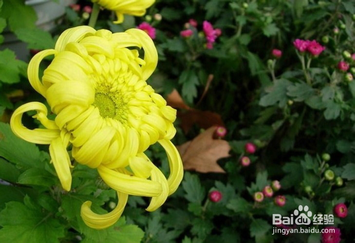 如何栽培好菊花