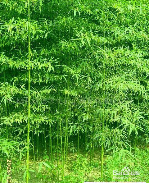 竹子如何移植？