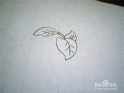 简笔画绿萝叶子这样画