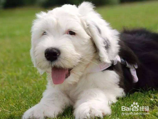 英国古代牧羊犬幼犬应该怎么喂养