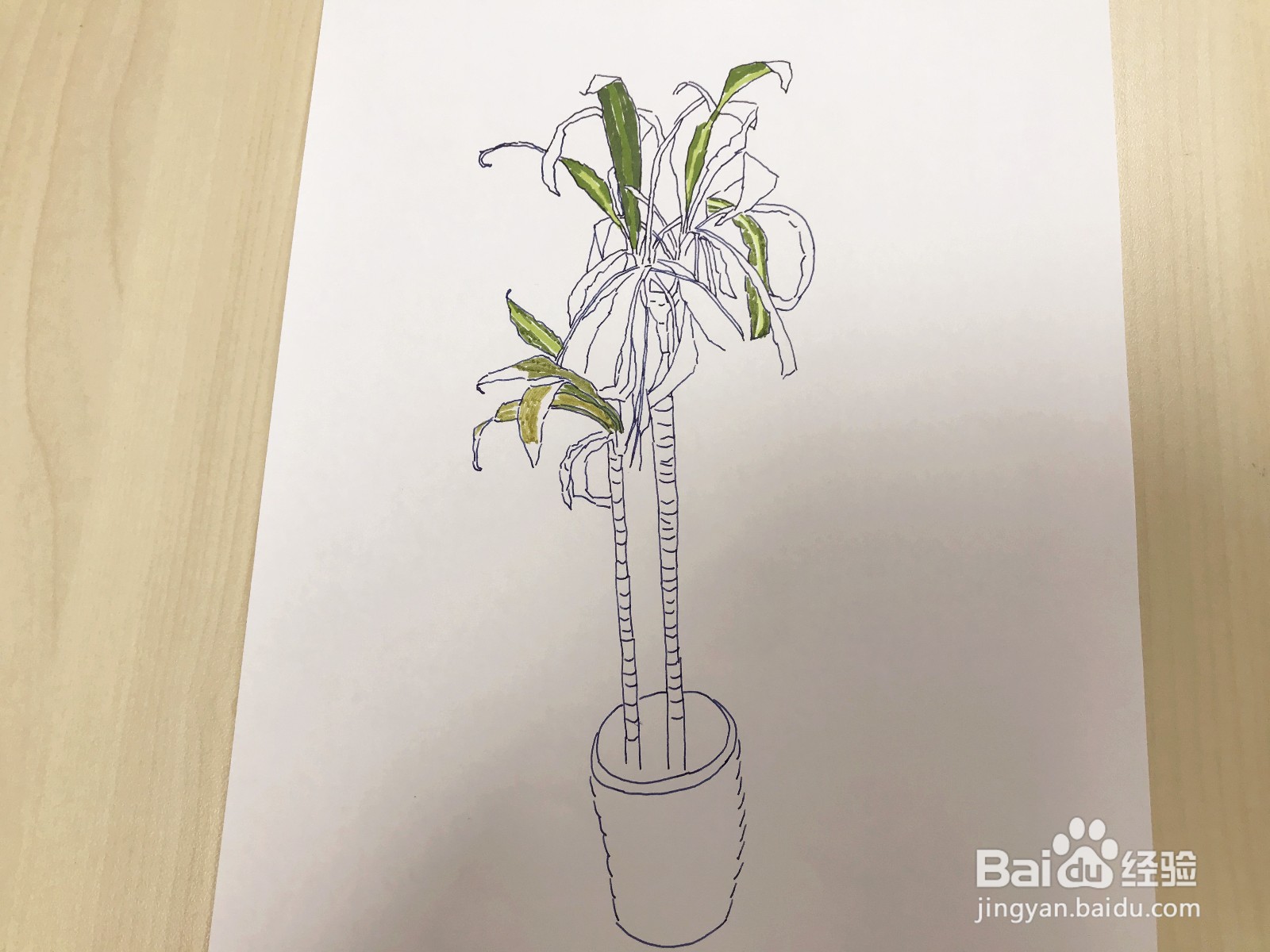 画一盆绿植：一半枯萎一半茂盛