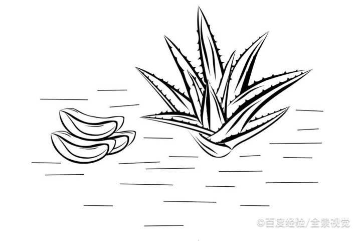 芦荟灌肤的功效