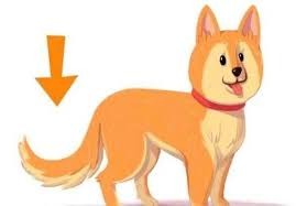 柯基动作的含义图解