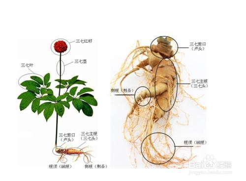高血压初期如何降血压?