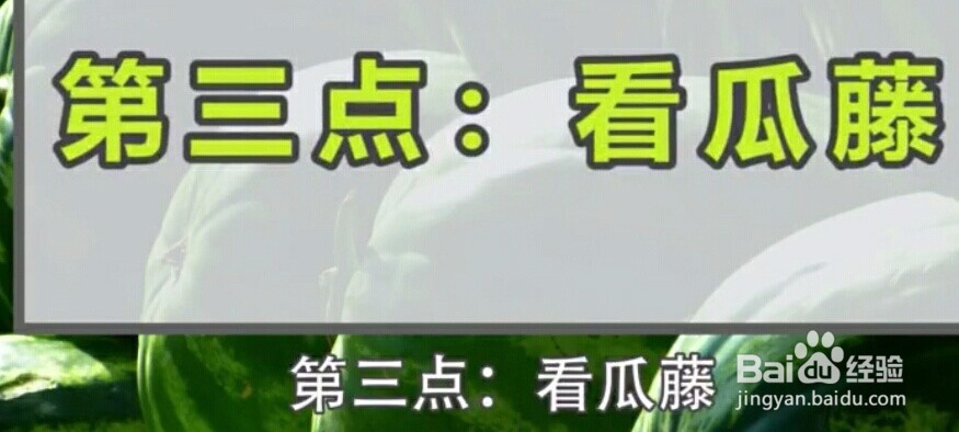 如何挑选又甜又新鲜的西瓜？