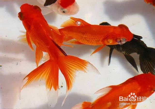 鱼缸水起白雾怎么解决