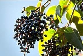 偏方让你远离疾病：[6]白发变黑发