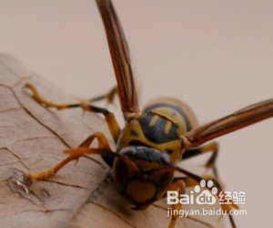 马蜂进屋怎么驱赶