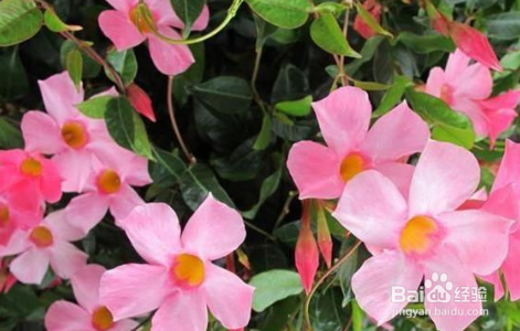 盆栽飘香藤冬天怎么养