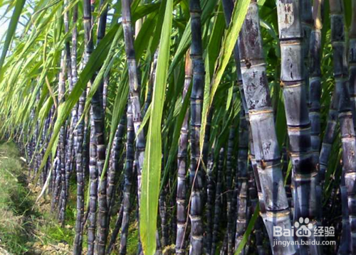 如何提高甘蔗糖份