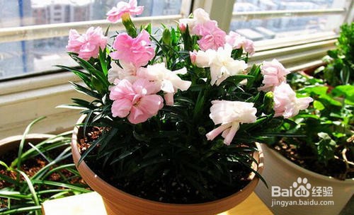 龙胆花盆栽怎么养