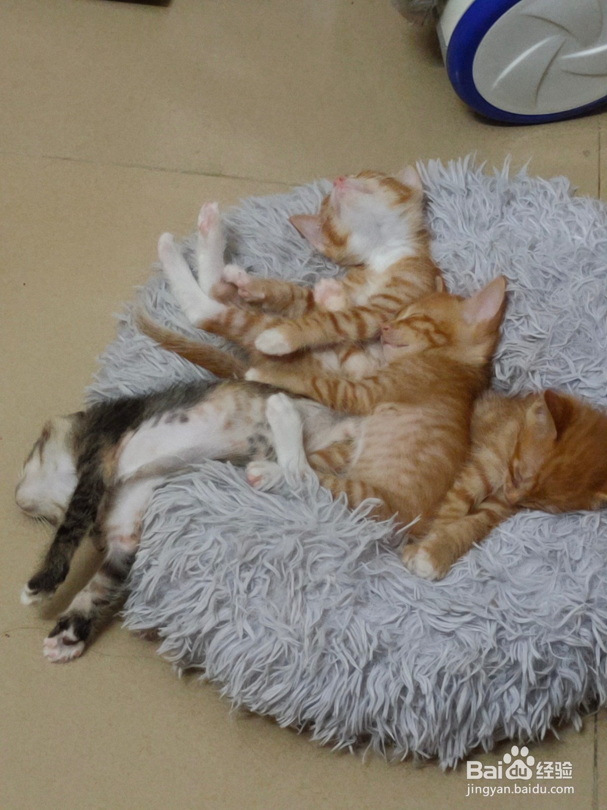 猫不睡猫窝怎么办