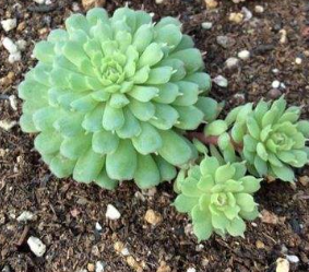 小红衣多肉怎么养