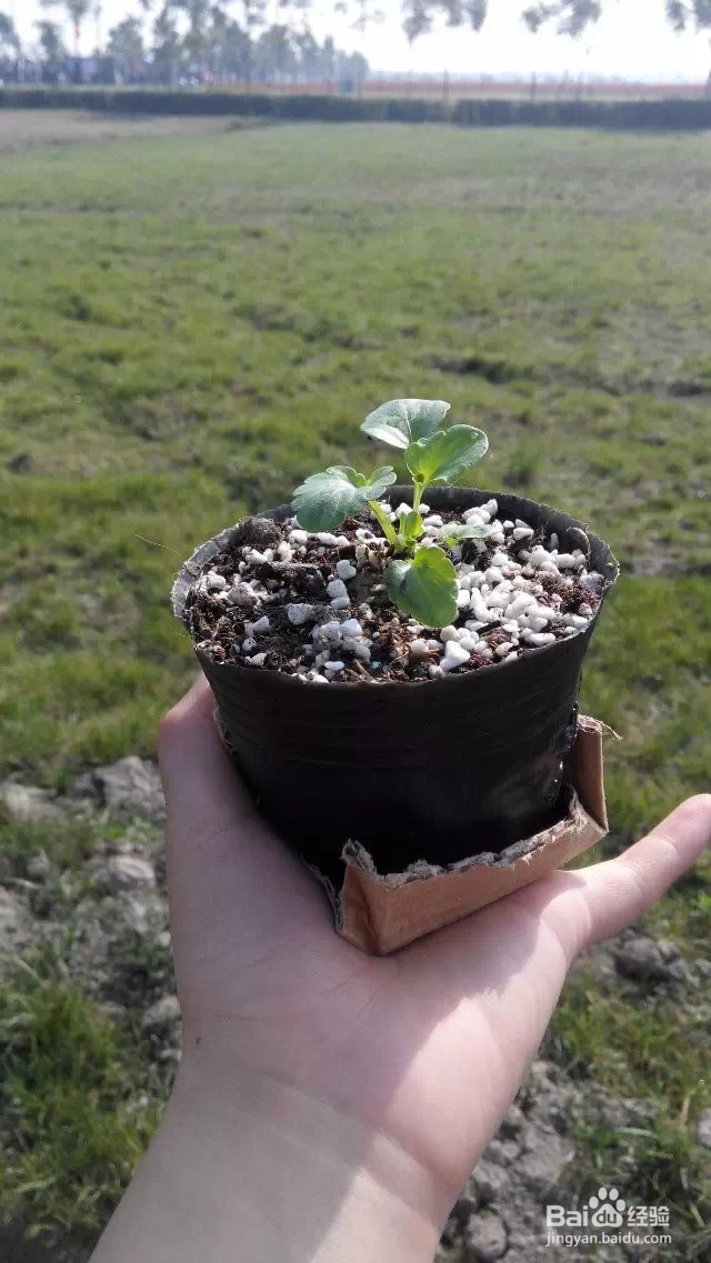 养花的小技巧