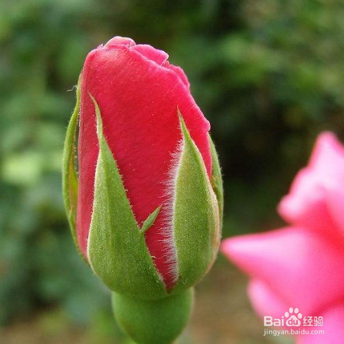 玫瑰花叶子干枯是什么原因,怎么解决?