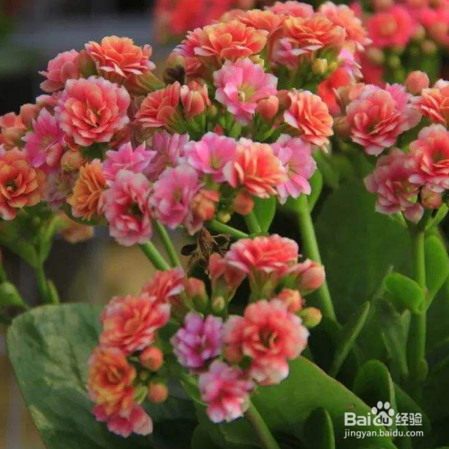 长寿花夏天该如何护养？