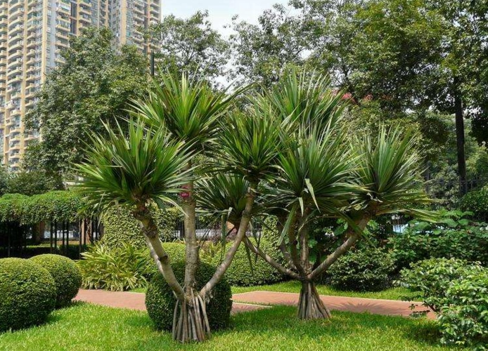 10种奇妙植物的功能有哪些